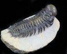 Large, Crotalocephalina Trilobite - Excellent Specimen #41820-1